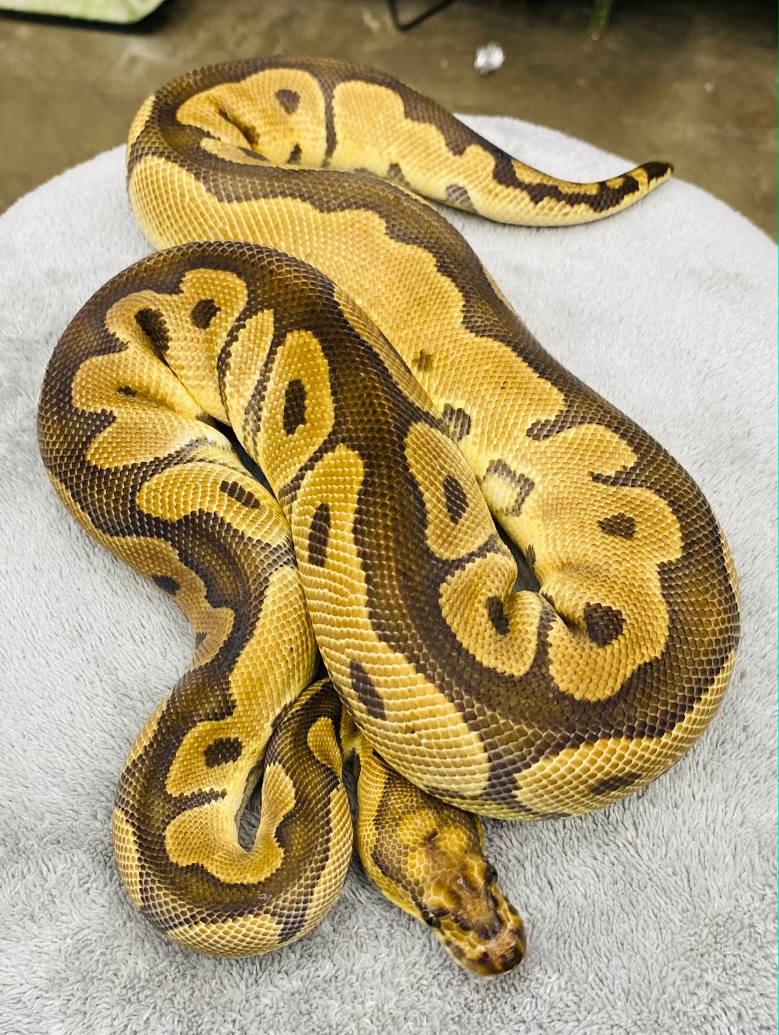 Blade Clown Het Pied Female