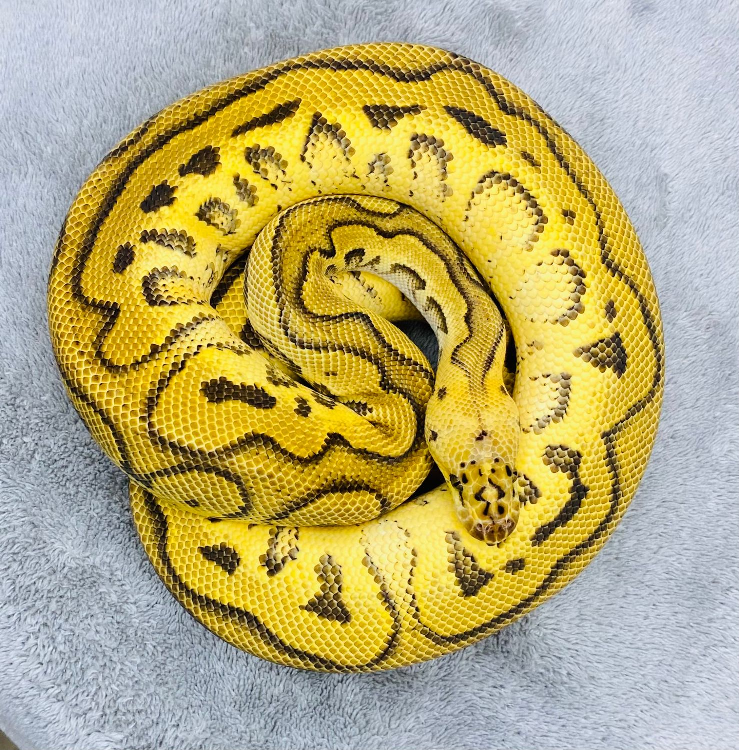 Pastel Yellowbelly Clown Male