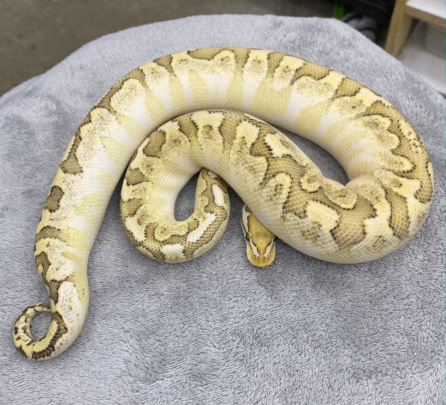 Bamboo Orange Dream poss fire yellowbelly het Het Clown Male