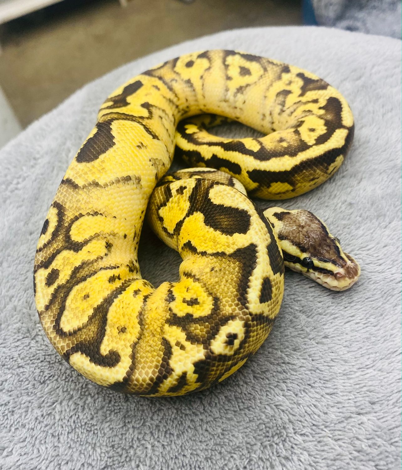 Firefly Asphalt Male