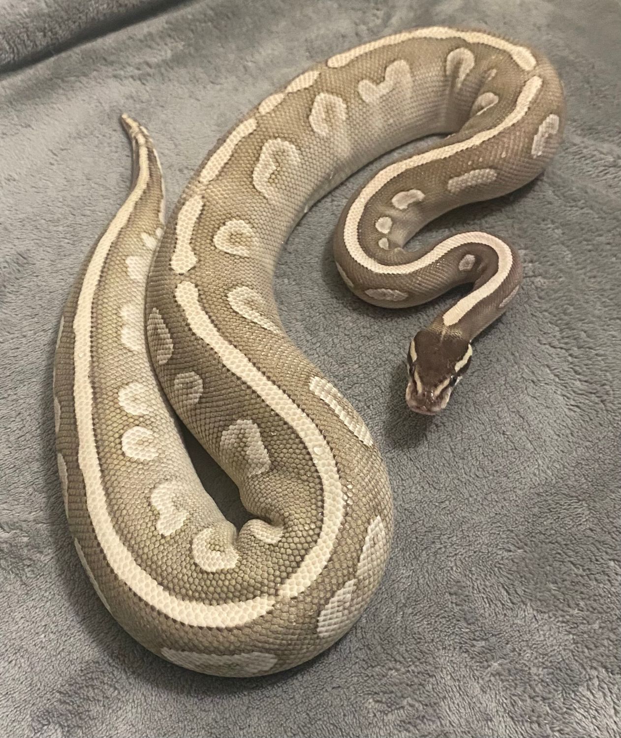 Mystic Potion Female