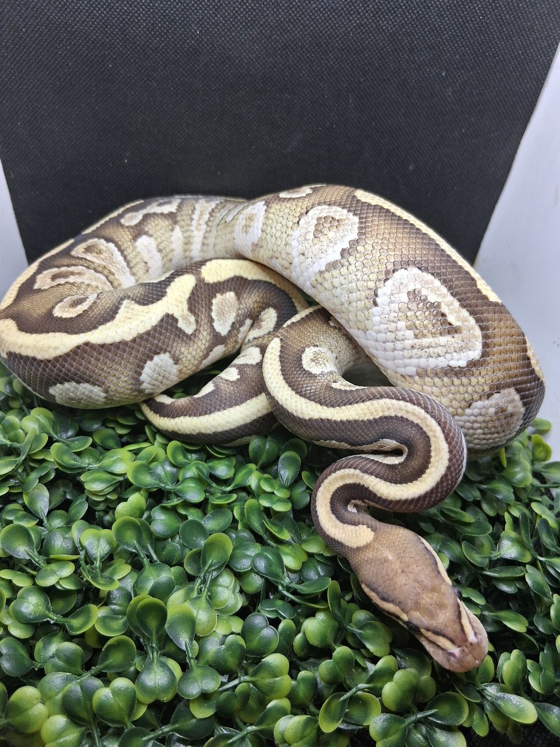 Mojave Cypress het Clown male