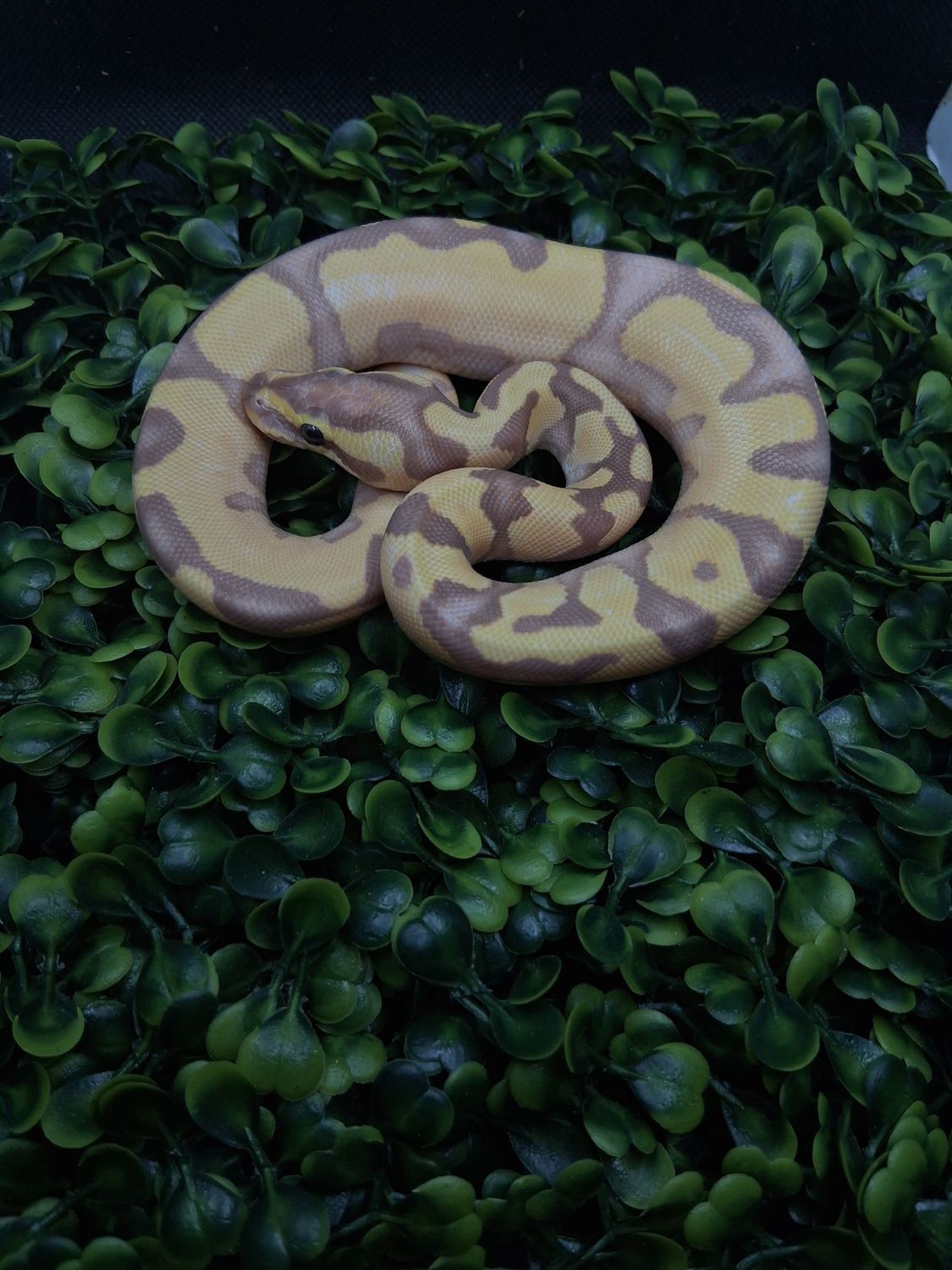 Orange Dream yellowbelly Enchi banana het pied Male