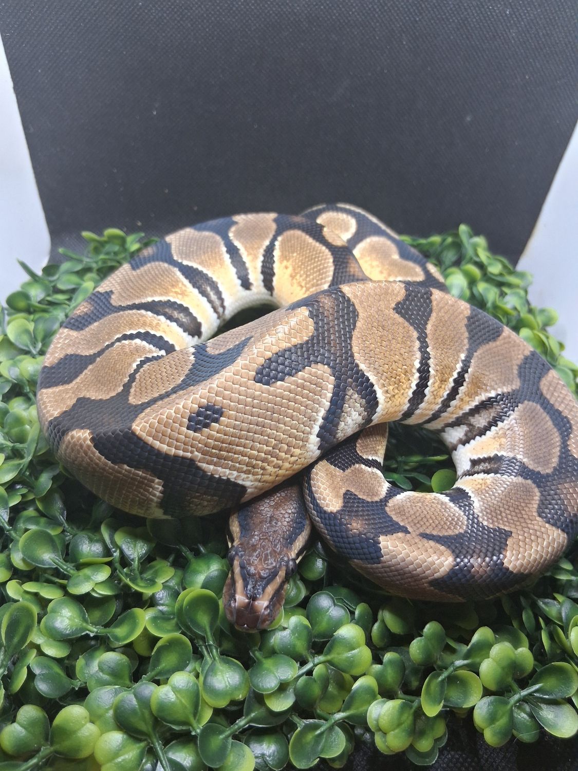 Orange Dream het puzzle female