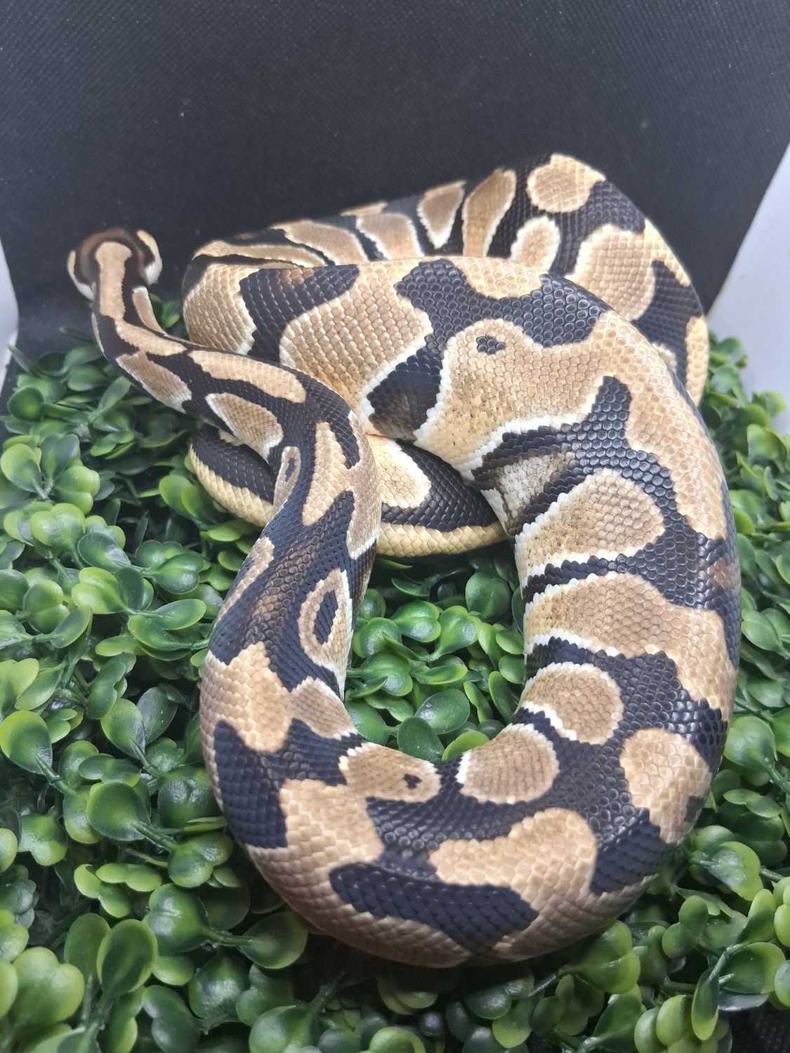 Orange Dream double het ultramel clown female