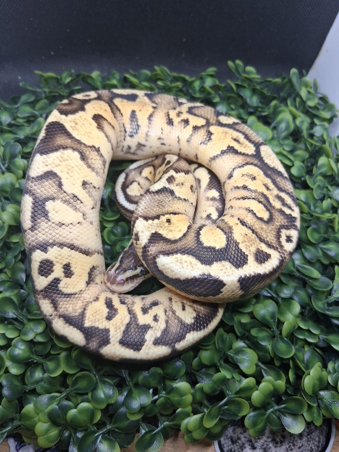 Firefly Asphalt Male