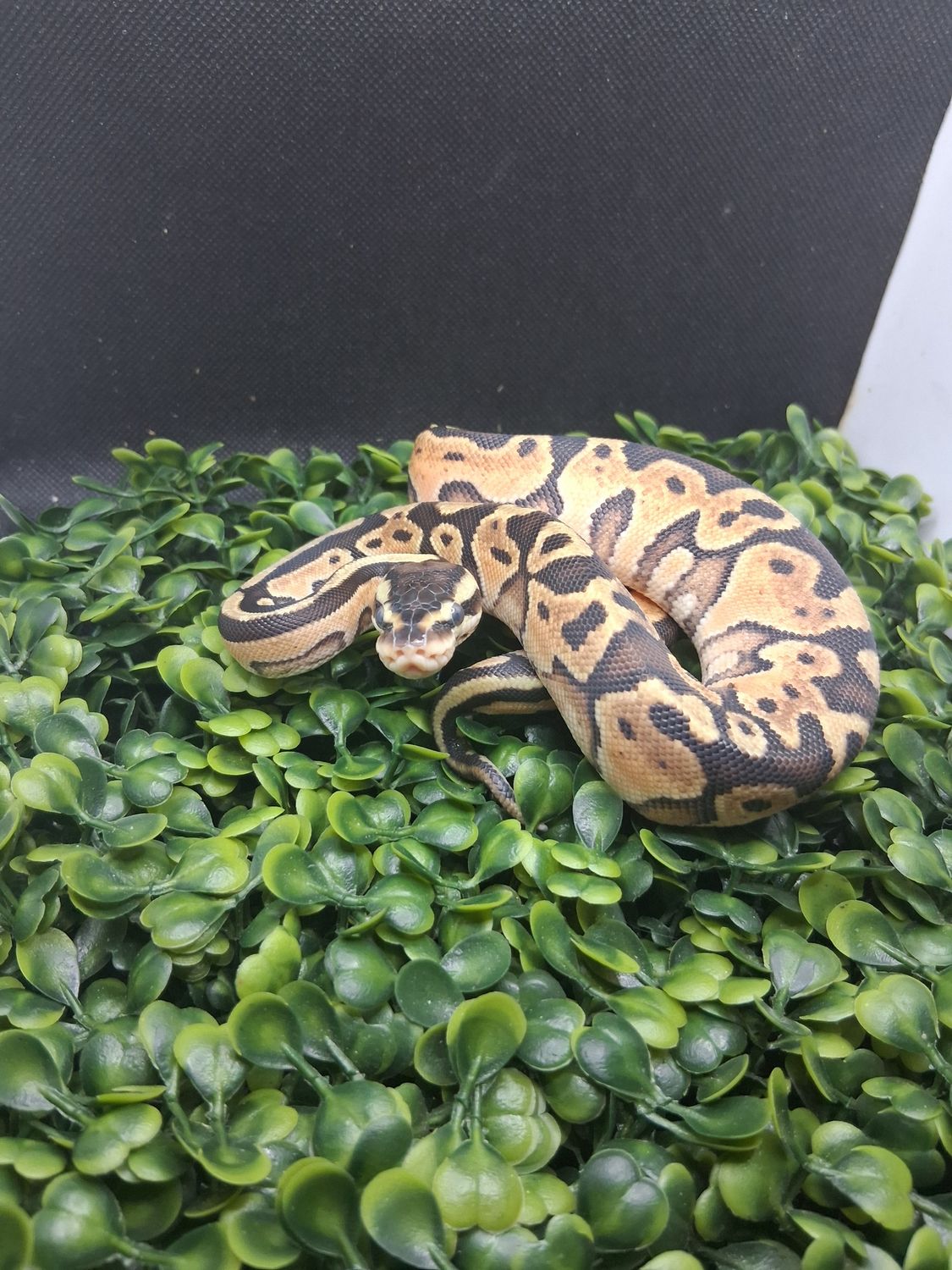 Orange Dream Enchi Leopard pastel het pied female