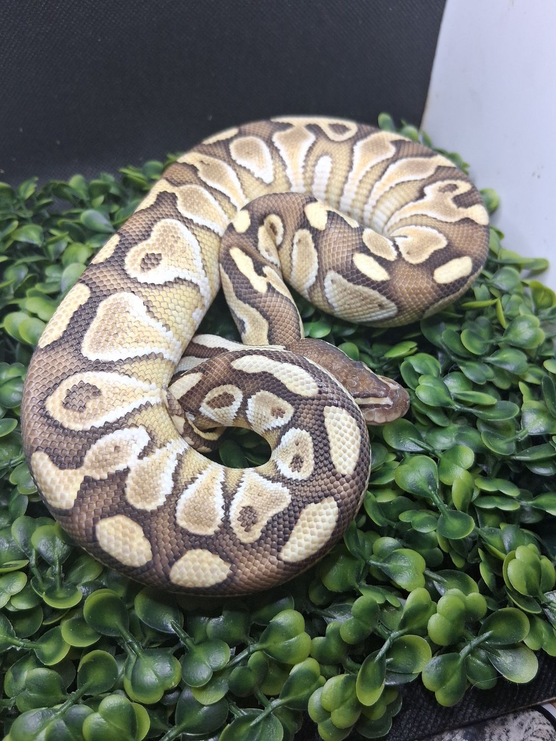 Lesser yellowbelly Asphalt 50% het Clown male