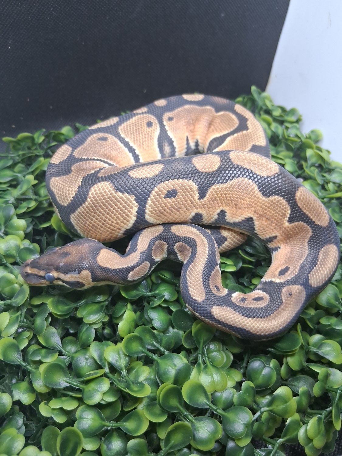 Orange Dream het pied