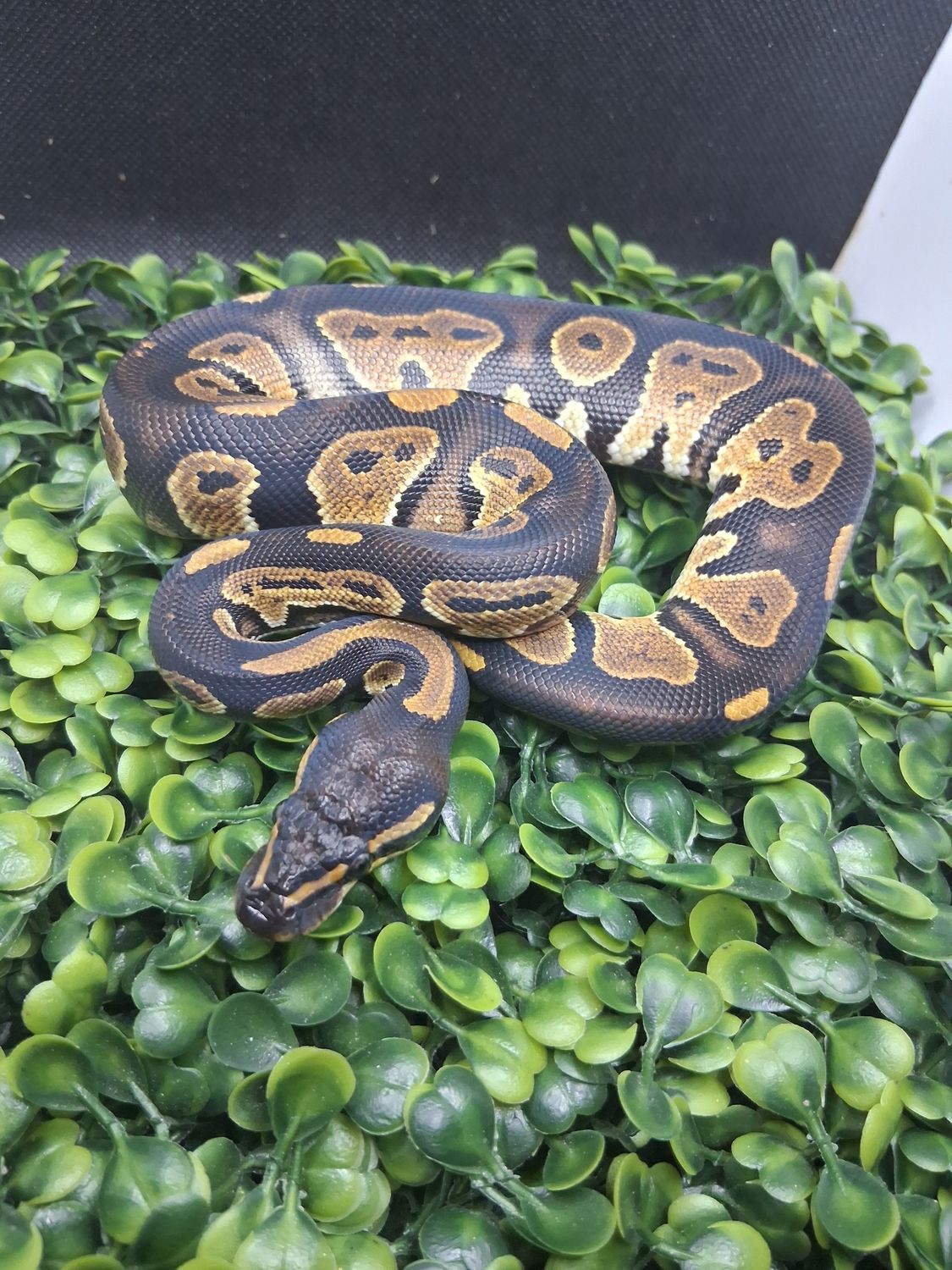 Cinnamon Enchi het pied male