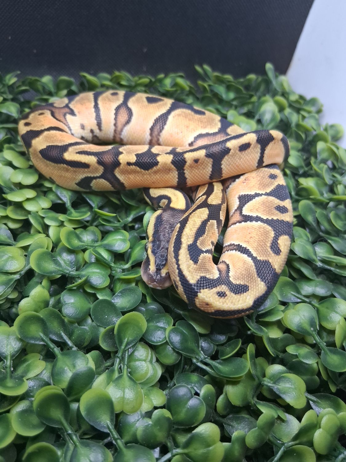 Orange Dream enchi pastel het pied female
