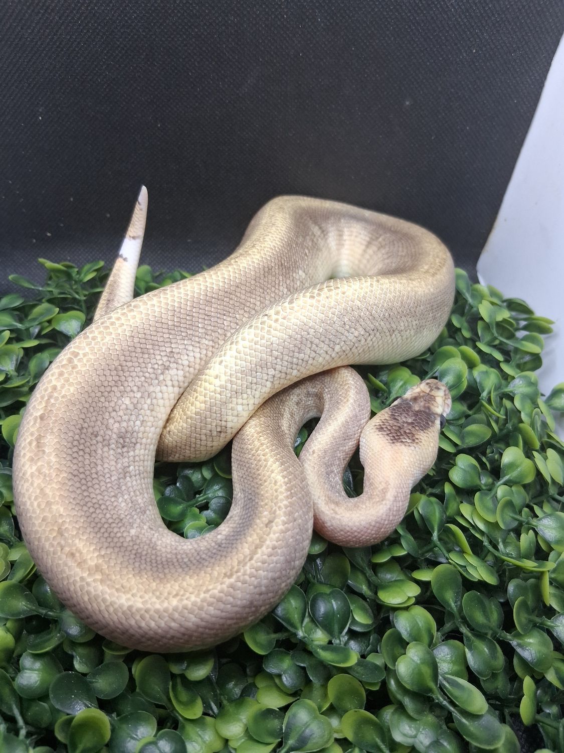 Champagne cinnamon Pinstripe Mojave shrapnel male