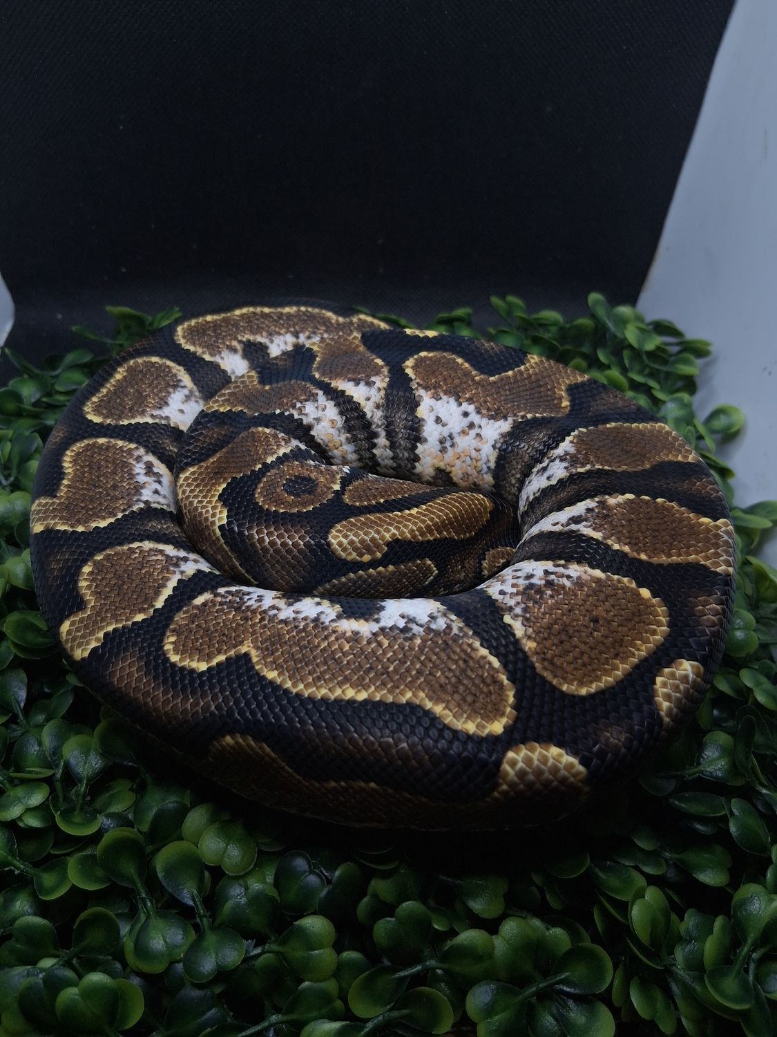 Calico het paint female