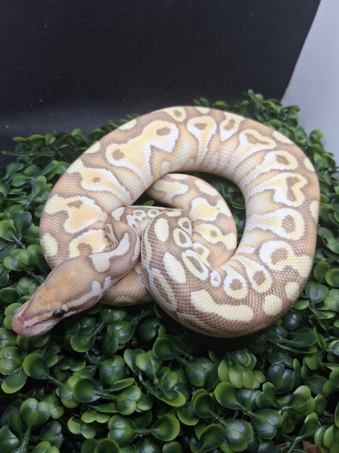 Banana lesser yellowbelly/Asphalt 50% het Clown male