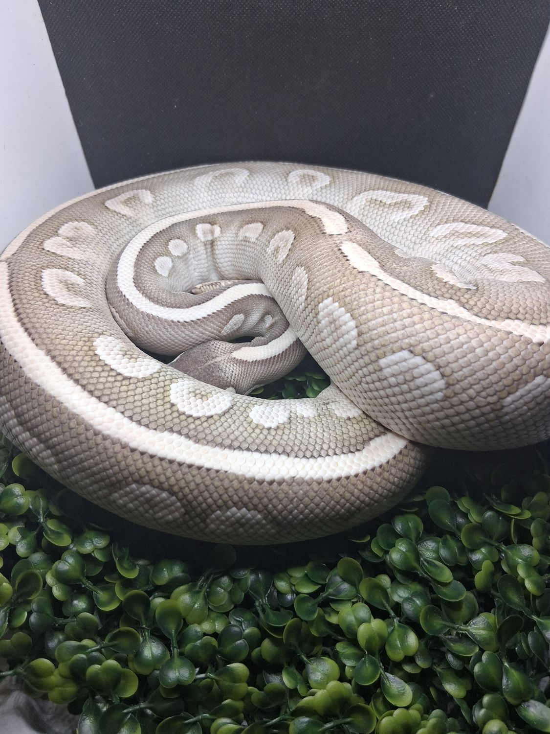 Mystic Potion HUGE Female