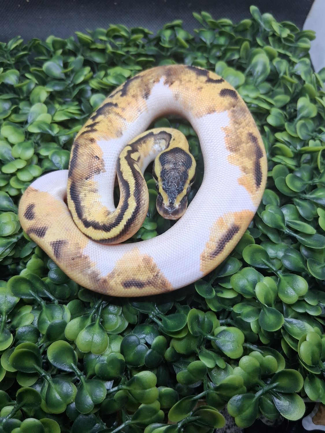 Orange dream enchi pastel pied