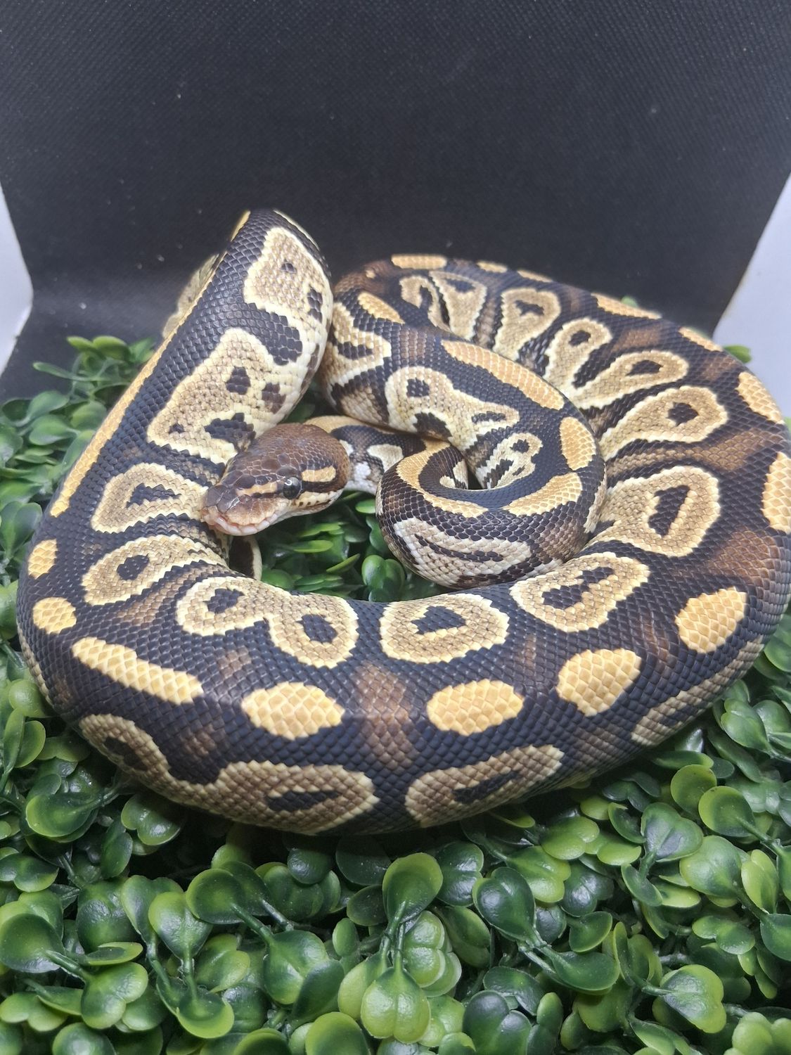Bongo double het Hypo clown female