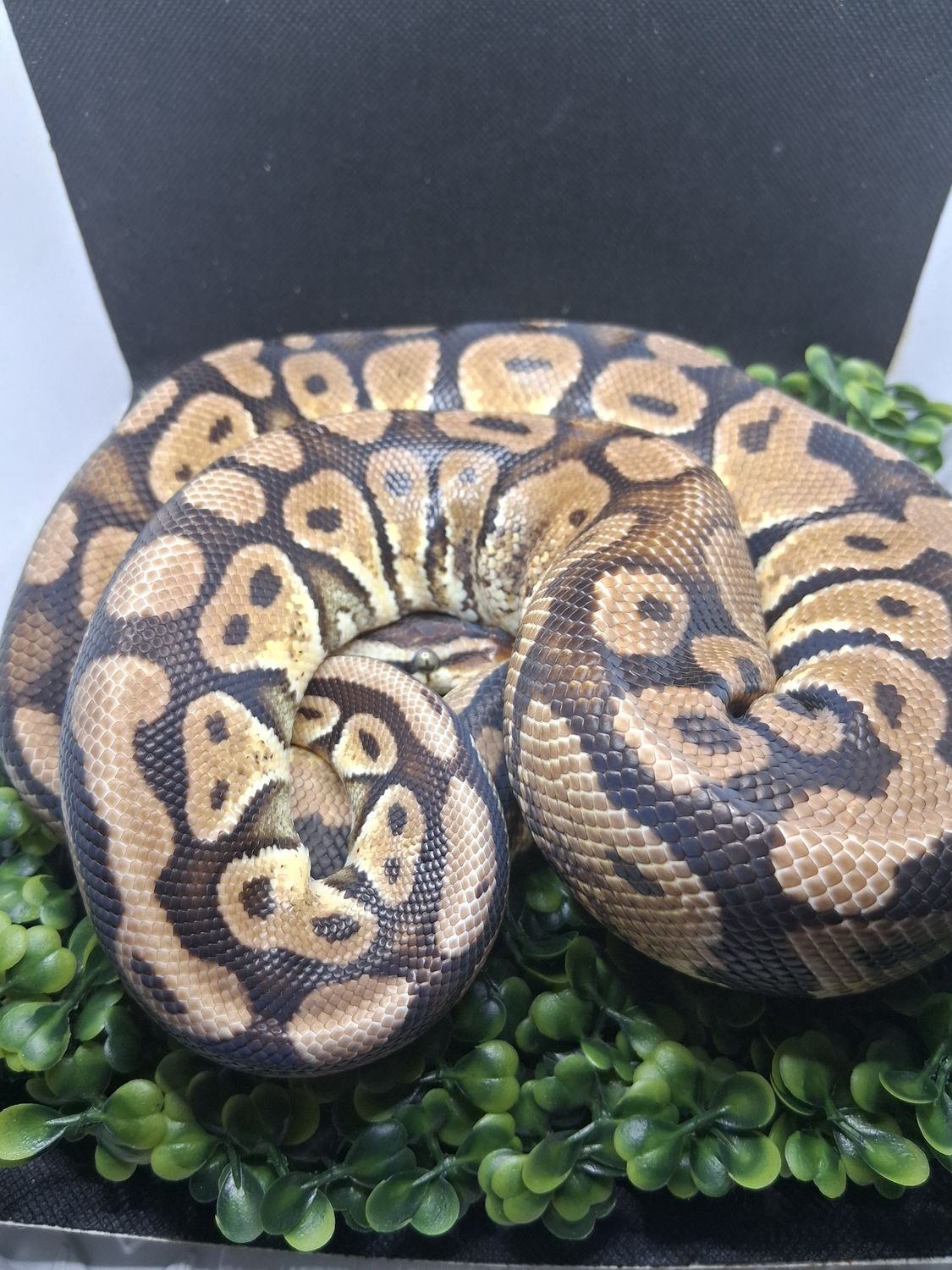 Shatter yellowbelly Asphalt female