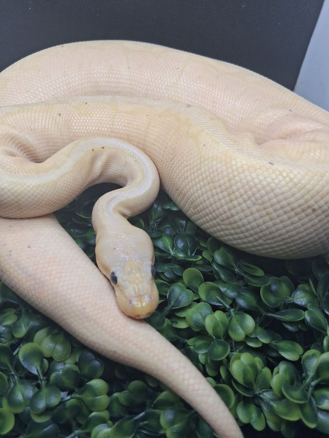 Pastel Banana Pinstripe het paint Male