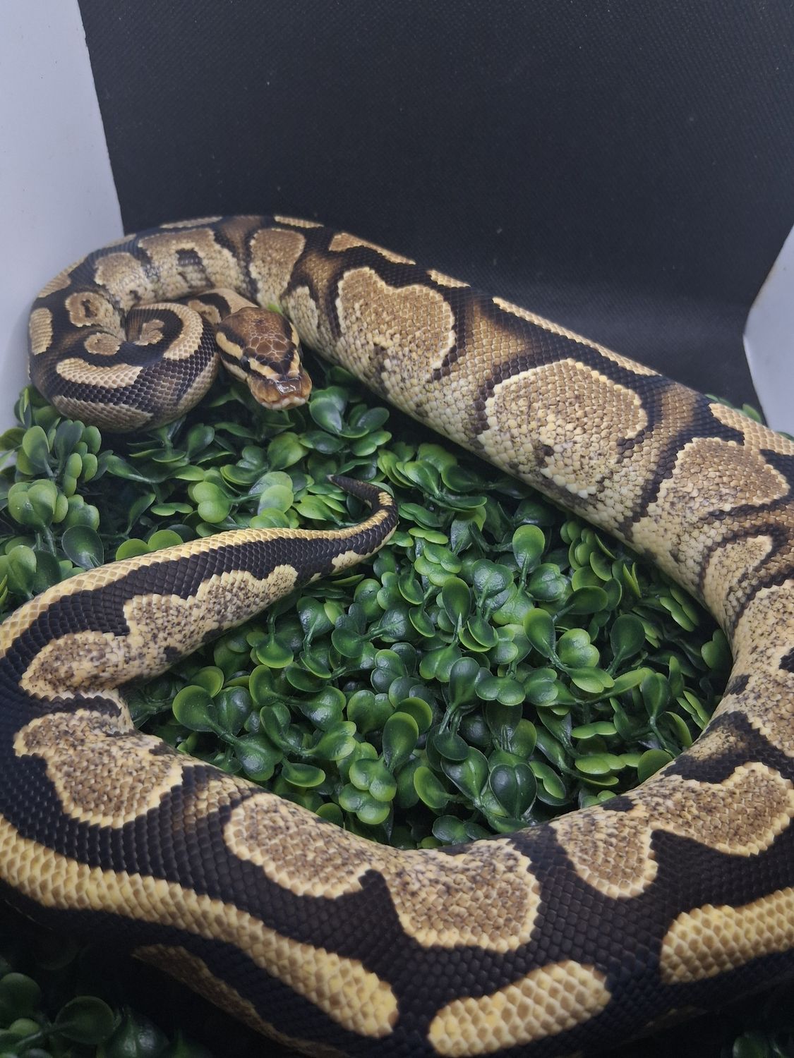 Calico yellowbelly het Clown