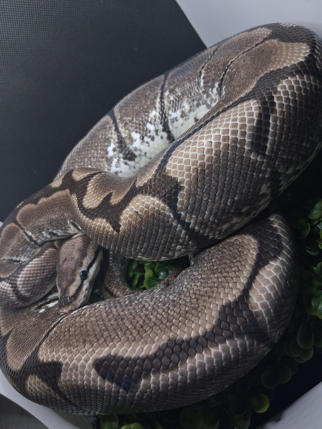 Spider het vpi Axanthic female 