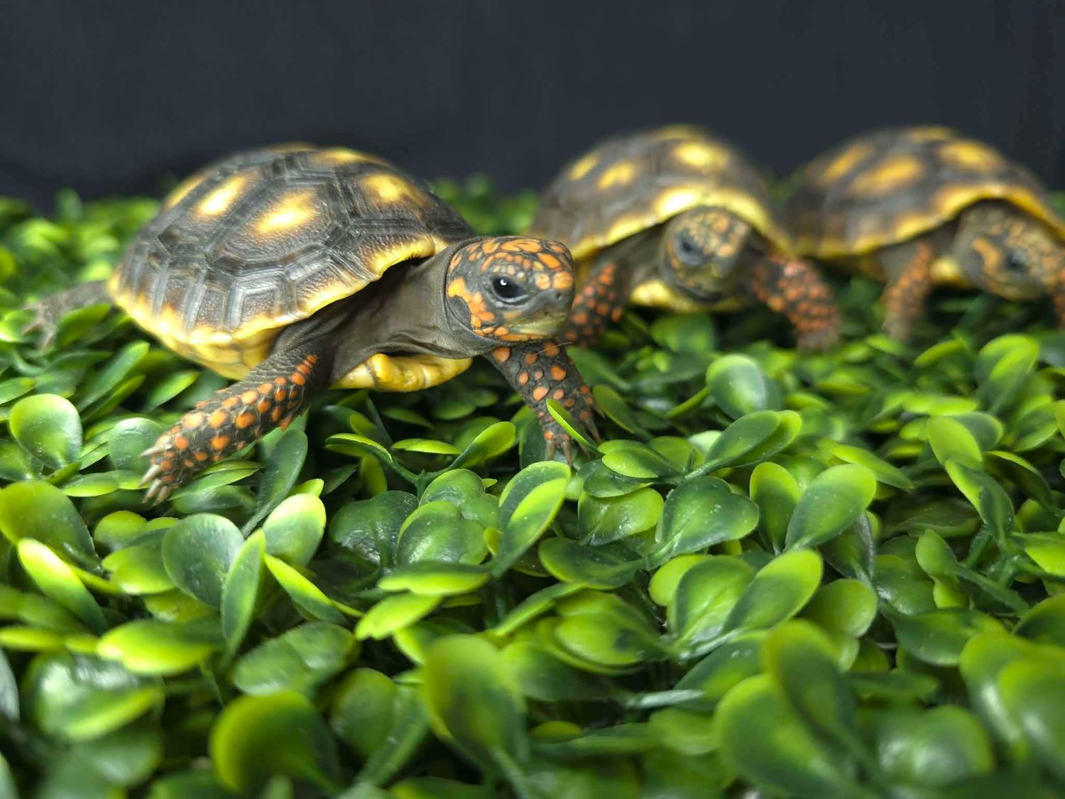 Red Foot Tortoise hatchling
