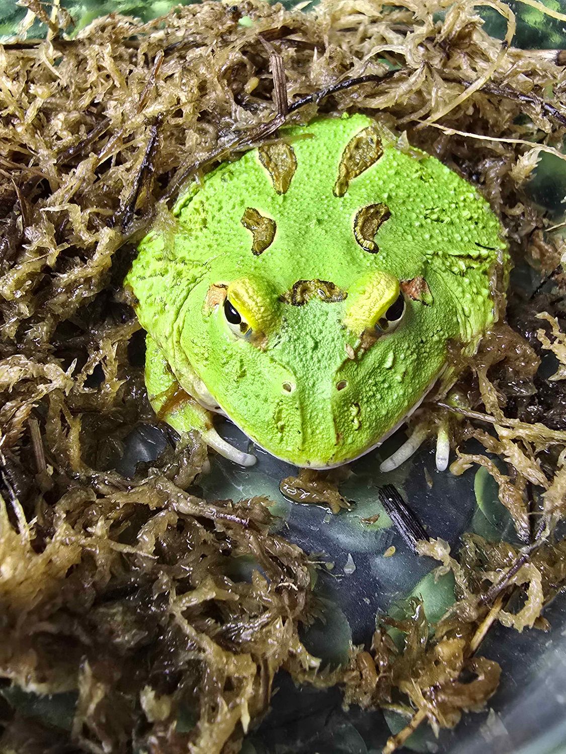 Pac-Man Frogs