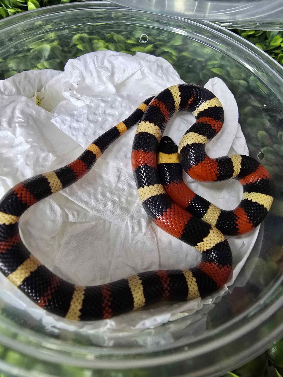 Apricot Pueblan Milksnake