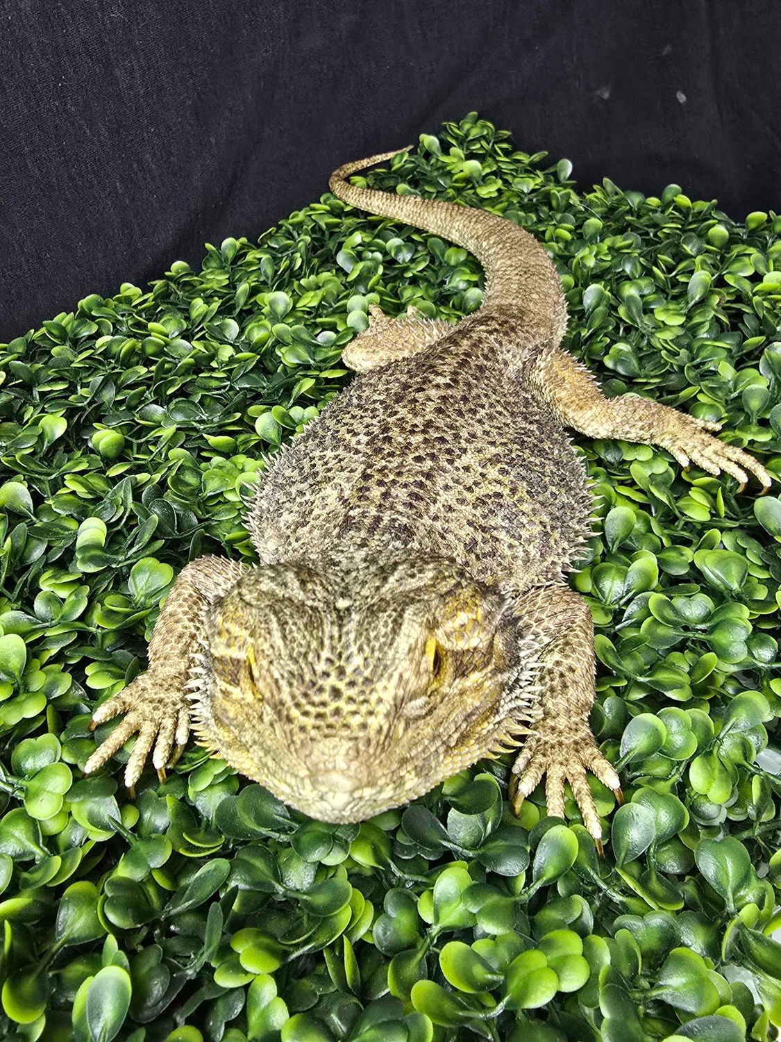 Adult Male Bearded Dragon