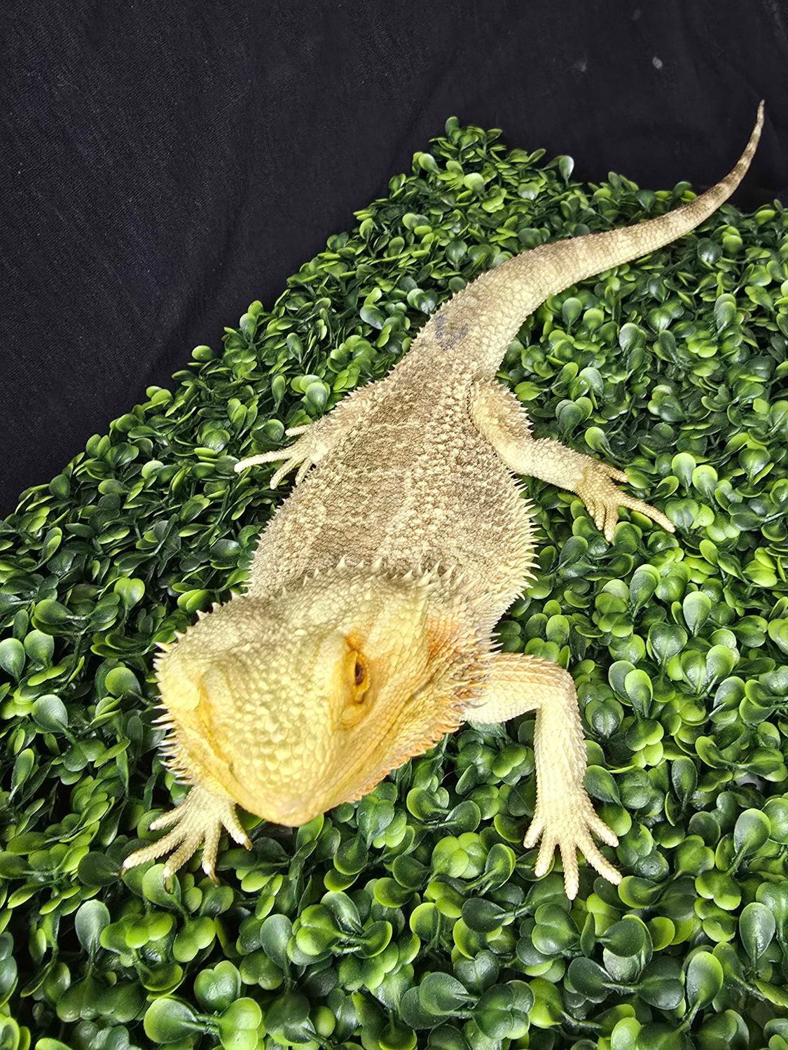 Adult Male Bearded Dragon