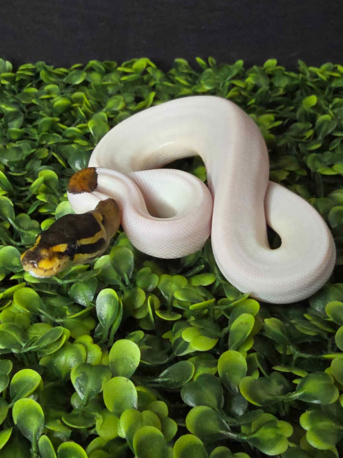 High White Pied Ball Python