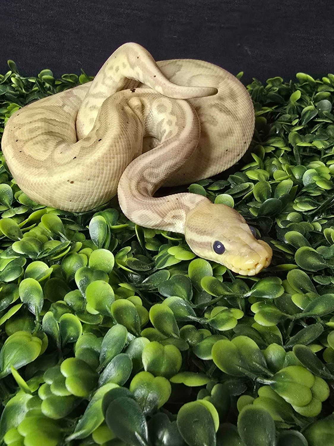 Banana Gargoyle Ball Python.