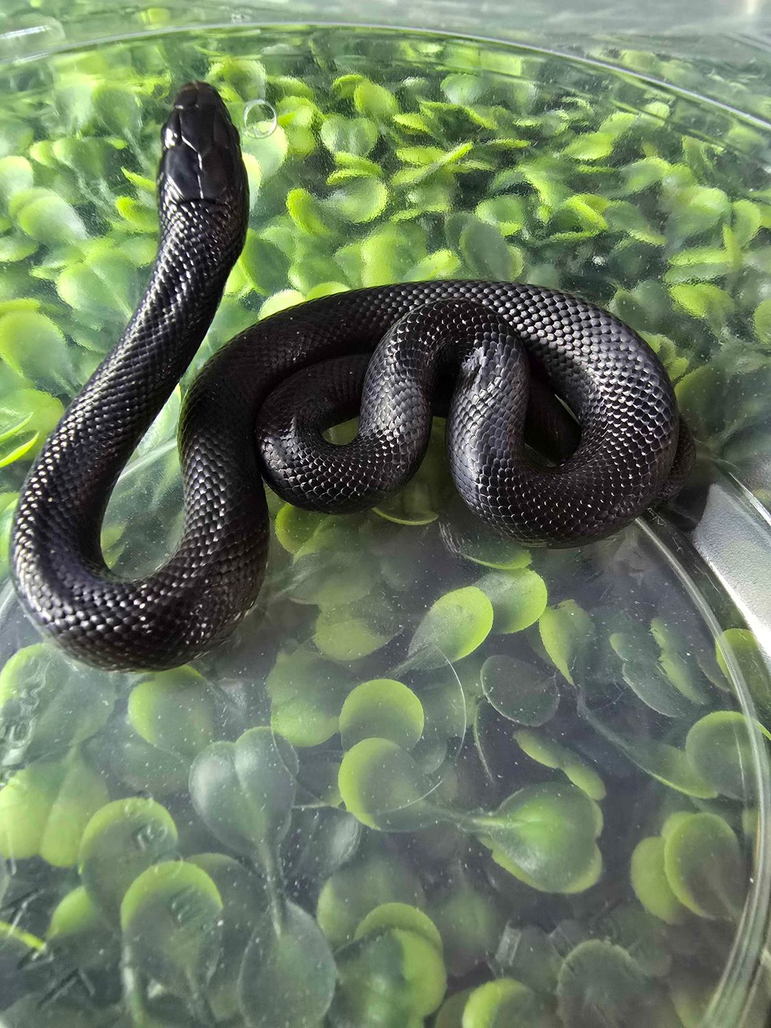 Mexican Black Kingsnake