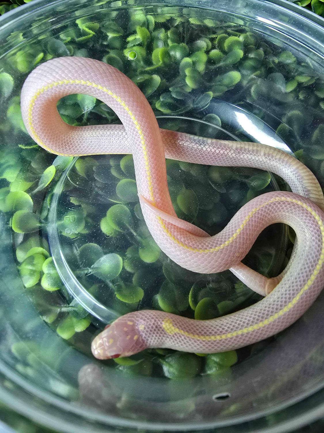 Albino Striped California King Snake
