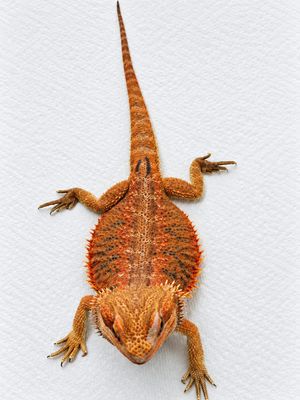 Red/Orange Tiger Male Bearded Dragon