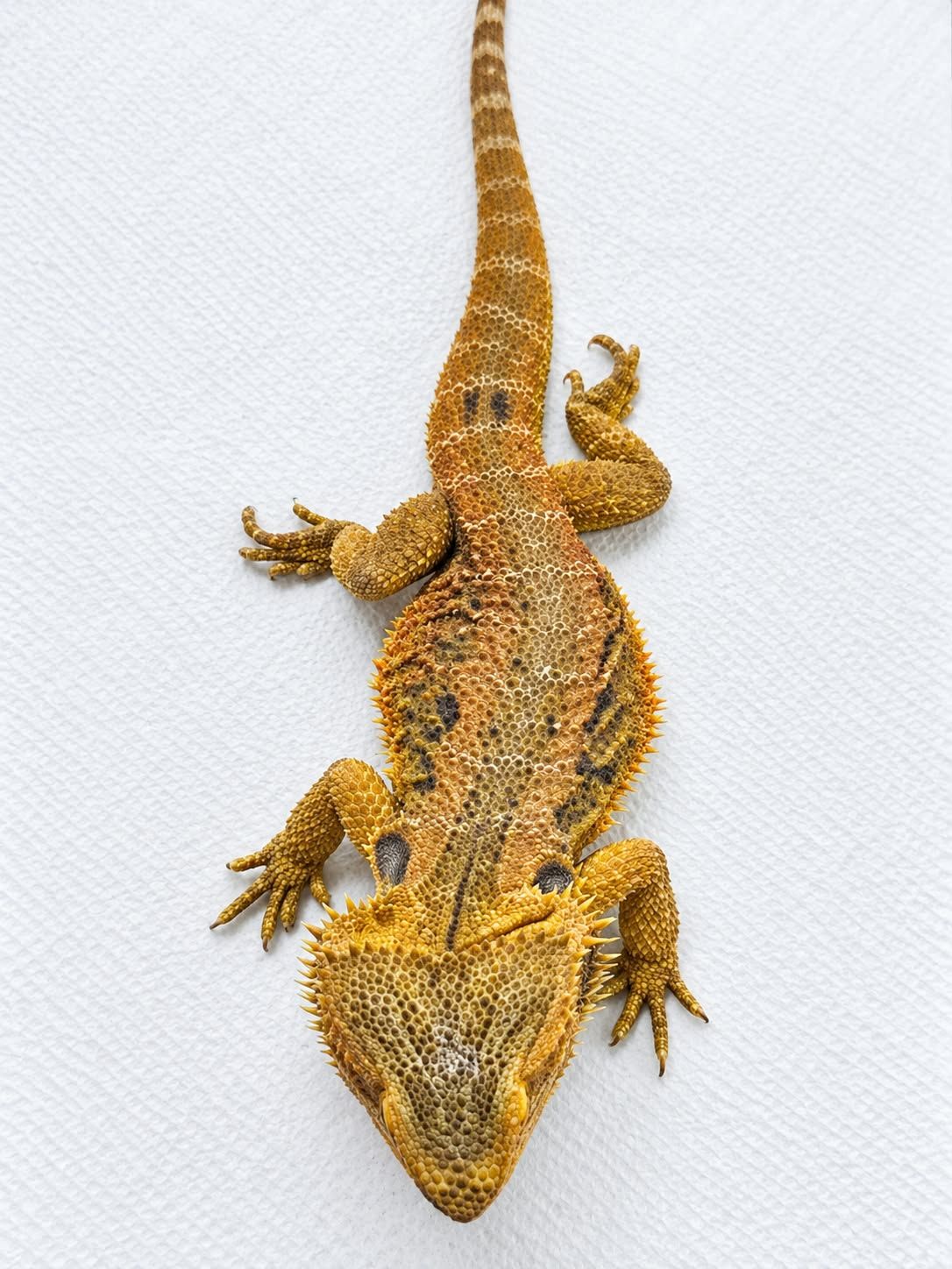 Orange/Yellow Tiger Male Bearded Dragon