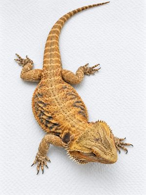 Orange/Citrus Bue Bar Leatherback Female Bearded Dragon
