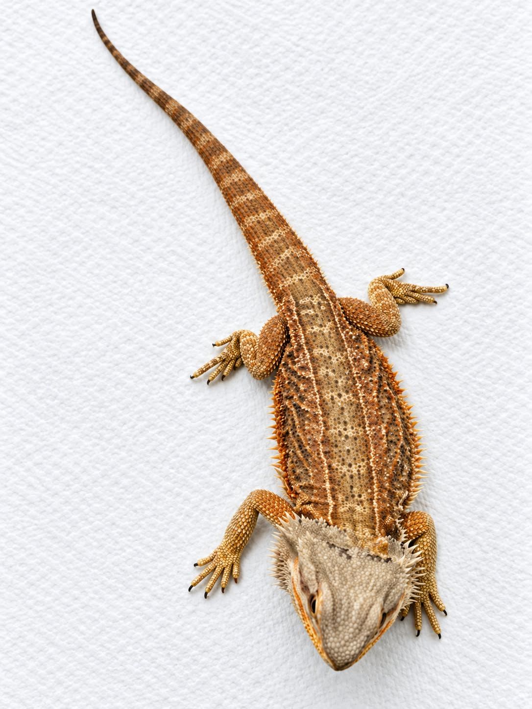 Orange/Red Stripe Male Bearded Dragon