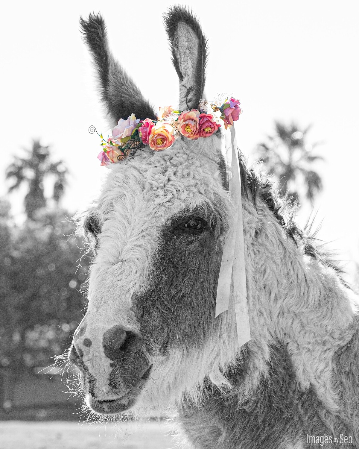 MikeeSue (Print size: 8x10)