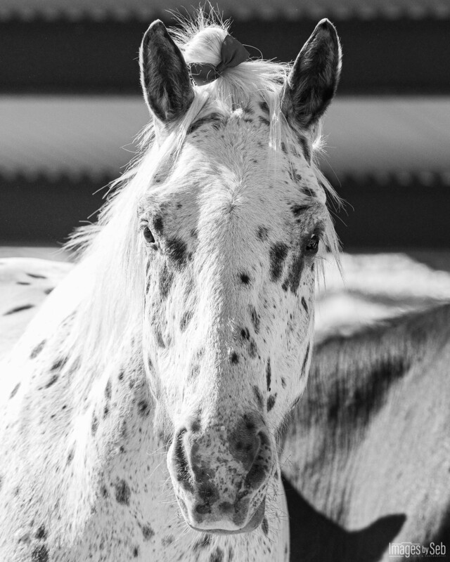 Loki (Print size: 8x10)