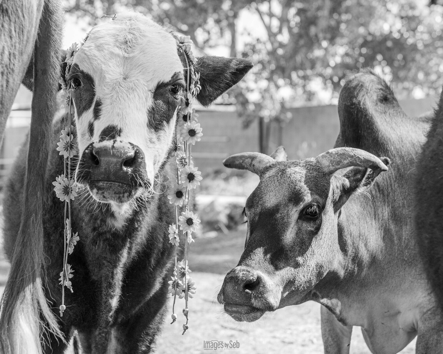 Adorabull &amp; Bo (Print size: 8x10)