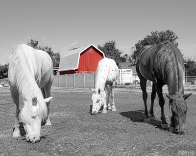 Red Barn - Lotus, Loki &amp; Yamka  (Print size: 8x10)