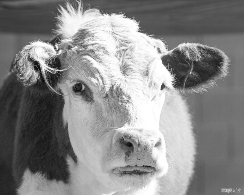 Those teeth!! - Moothias (Print size: 8x10)