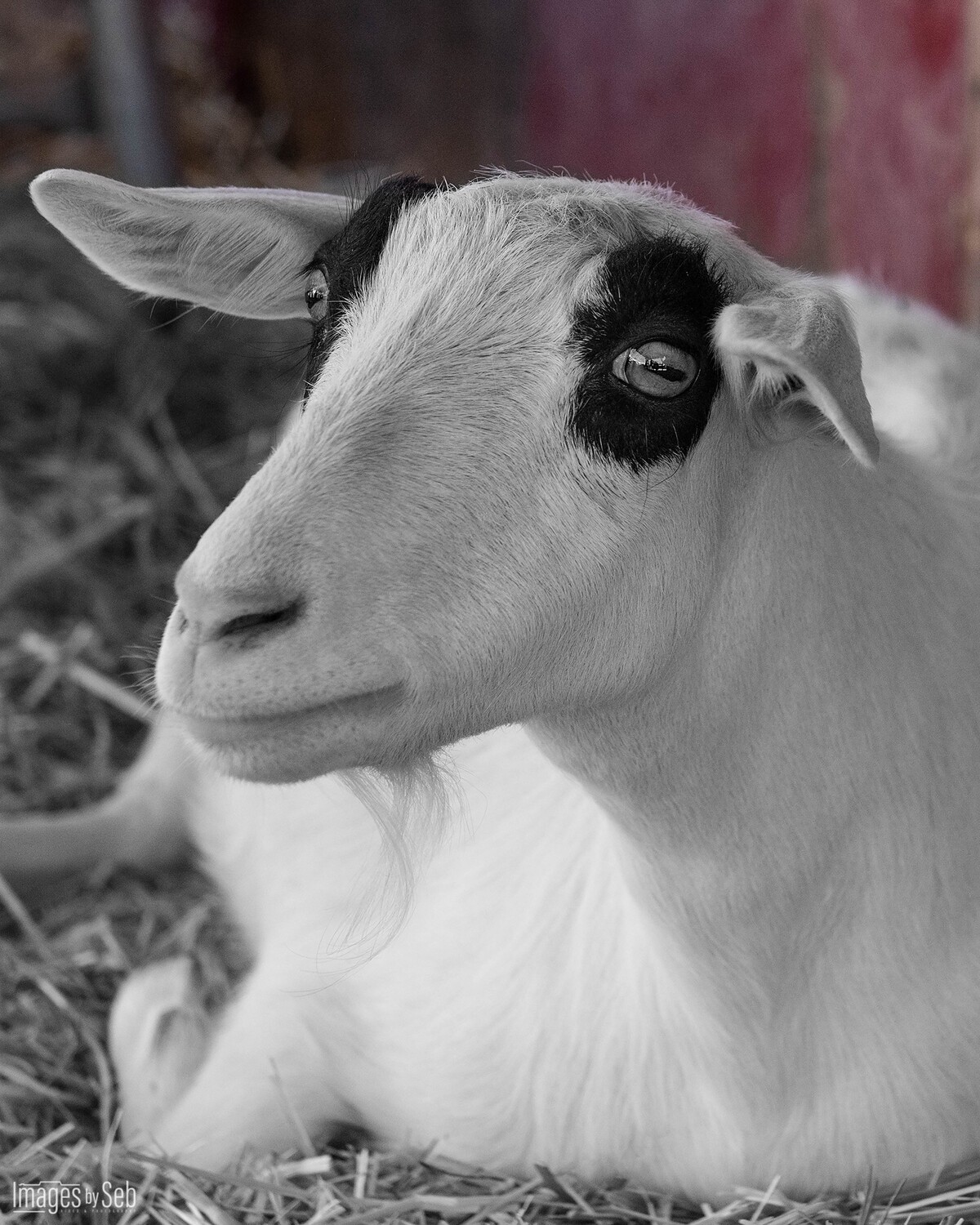 Panda (Print size: 8x10)