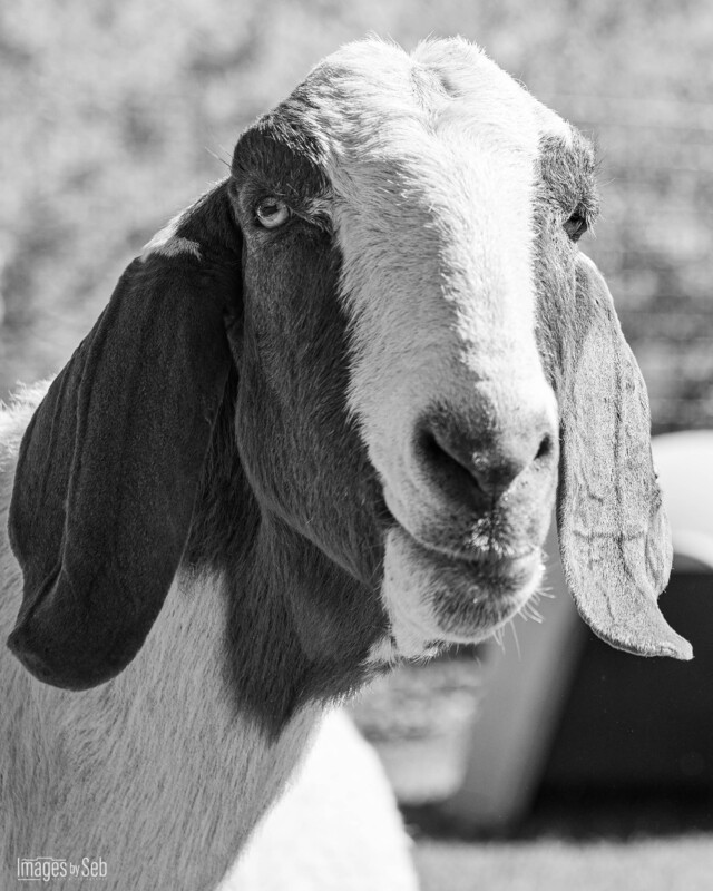 Winston (Print size 8x10)