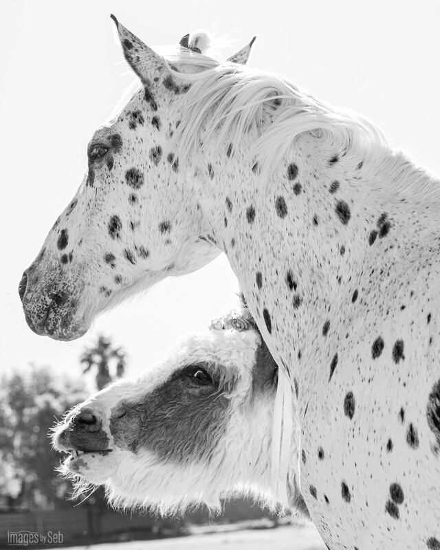 Loki &amp; MikeeSue (Print size 8x10)