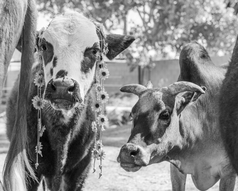 Adorabull &amp; Bo (Print size:16x20)