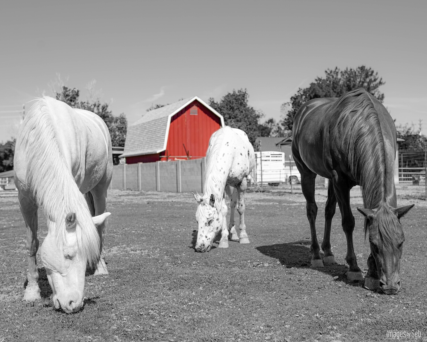 Red Barn - Lotus, Loki &amp; Yamka (Print size: 16x20)