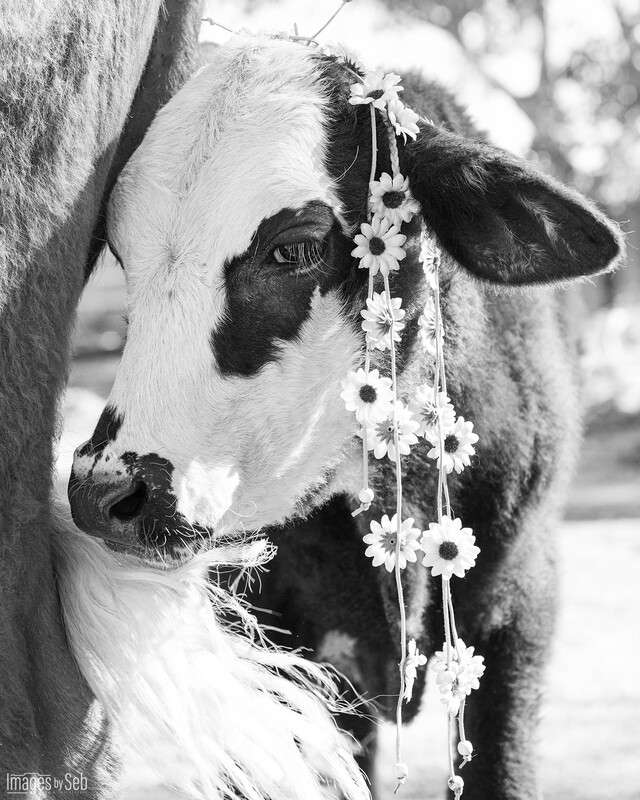 Adorabull (Print size: 8x10)