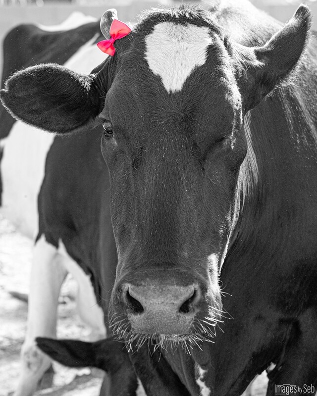 Samantha (Print size: 8x10)